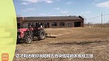农民王小：老妈竟要抛弃老爸野地改造小屋一顿美味，笑料百出