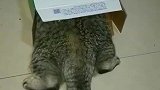 猫：主人我藏好了，快来找我吧！