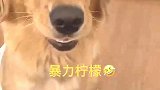 狗生第一次吃柠檬，美丽的小心情被主人打碎了