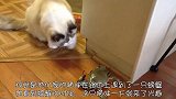 猫咪与螃蟹在路上遇见，接下来猫咪的举动实在是太逗了！