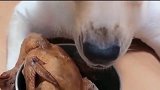 拉布拉多吃不完大烧鸡，把狗宝宝喊来一起吃，真是成精了