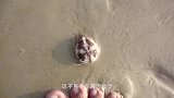 女子海滩游玩发现怪异石头，靠近仔细一看，冒出一身冷汗