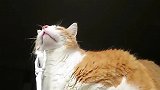 主人故意用瘦骨嶙峋的手触摸猫咪，下一秒猫咪反应，主人蒙了
