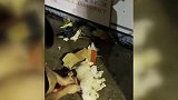 小狗被涂满胶水仍在垃圾站 情侣遛狗经过看到心酸一幕