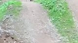 修狗随主人自行车跑步，跑步画风逐渐跳跃化！