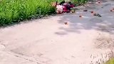 萌娃给姥姥送橘子，结果半道上翻车睡着了