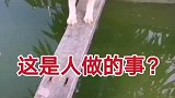 二哈，你不仁，不要怪我不义