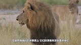 雄狮咬断鬣狗后腿，鬣狗两条腿逃跑，网友：四驱变两驱