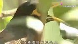 刘三姐：绣花姑娘唱山歌，人美，歌声也很美