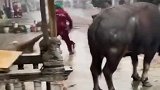 我都叫斗牛犬了，为什么不能跟牛比拼一下