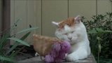 一头紫色卷发的猫咪，气质拿捏得稳稳的
