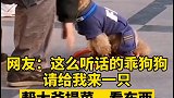 网友：这么可爱，这么听话的毛孩子，你想养吗 狗 听话