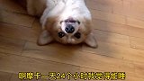 【七月与摩卡】小柯猪每天睡得像猫一样久