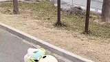 爸爸带娃的好处就是，回到家后就立马睡觉