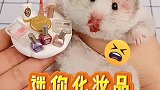 我的仓鼠有迷你化妆品啦