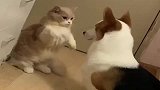 说出来你们可能不信，我家狗和猫恋爱了