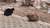 黑猫在路边蹲着，狸花猫却想揍黑猫，怎么回事