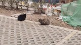 黑猫在路边蹲着，狸花猫却想揍黑猫，怎么回事