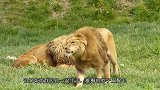 繁衍季节来了，雄狮对母狮子猛烈进攻，下一秒憋住别笑