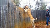 体型高大的獒犬，双腿站立看围栏外面的世界，站着比主人还高