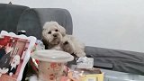 一只惯坏了的毛孩子，以它的脾气，主人可不敢和它乱说话