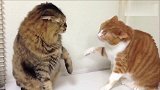 橘猫生气后果很严重，小拳头哐哐猛砸，听声音都脑瓜疼!