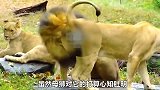 雄狮把母狮撩的神魂颠倒，当母狮主动示爱后，雄狮的举动出乎意料