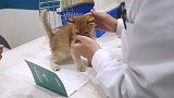 小猫打针被强行掰开嘴体检，还遇小猪打针嚎叫连连，直呼要回家！