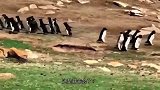 两群企鹅气势汹汹的朝对方跑去，本以为是要干架，怎料结局意外了