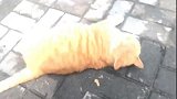 橘猫：哎呀！来人呐，打猫啦！大家看呐，你要赔我三条鱼干