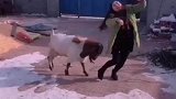 小羊能有什么坏心思呢