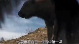 母牛刚产下幼崽，没想到竟被狼群盯上，镜头记录下这感人的画面