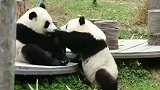 大熊猫：我一拳就是一个黑眼圈！