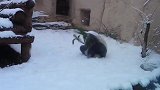 可爱！大熊猫看见下雪兴奋爬树 因太重连同树枝一同摔下