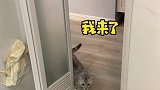 女生千万不要养公猫！因为就怕养着养着变成男人了！动物图鉴
