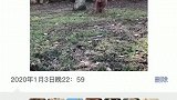 有谁知道这是什么动物吗？