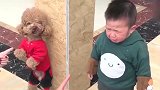 宝宝和泰迪打架, 被妈妈, 罚站, 训斥, 想哭又不敢哭