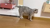 就这样趴着一动不动，真不知道猫咪脑子里都在想啥