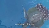 海龟尾部有异样，男子看清后，“一刀”下去救它一命！