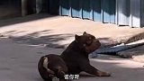 柯基：大哥要不要我帮忙推一下？别动我快叫人，骨头断了