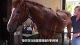 女主人给马儿刷毛，刷着刷着马儿就不正经了，镜头记录精彩一幕！