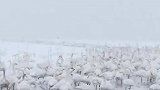 大雪中天鹅齐聚悠闲起舞，画面唯美