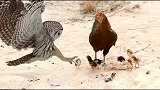 猫头鹰捕食小鸡，下一秒被母鸡踹翻，母鸡：这怕是个傻鹰吧？