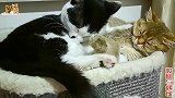 主人从产房拿出新出生的小奶猫，母猫瞪大眼睛，气急了突然过来抢