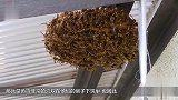 老外用干冰对付黄蜂 想把蜂巢冷冻摘走 最后的下场有点惨！