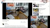 老外看中国：熊猫逃跑计划，引得各国网友呐喊助威！
