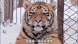 虎年就要撸大猫，有组队的吗，哈哈哈