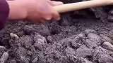 挖玉时发现玉石窝，太高兴了