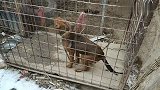 大狼狗凶猛好斗，被关禁闭，打架掉了耳朵还这么凶