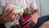 小猴子是有多饿啊？一瓶牛奶眨眼就没有了
